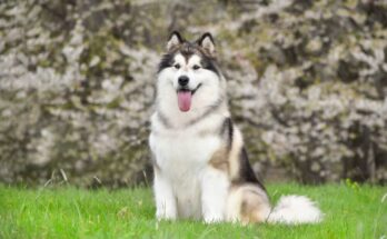 アラスカンマラミュート