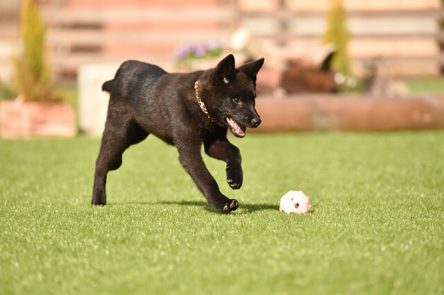 甲斐犬