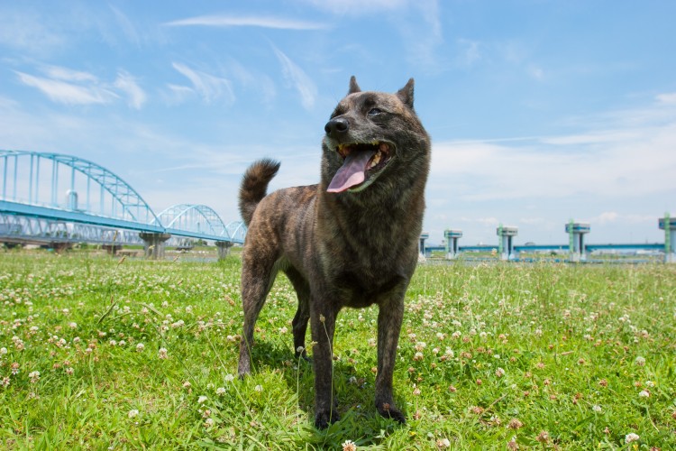 甲斐犬