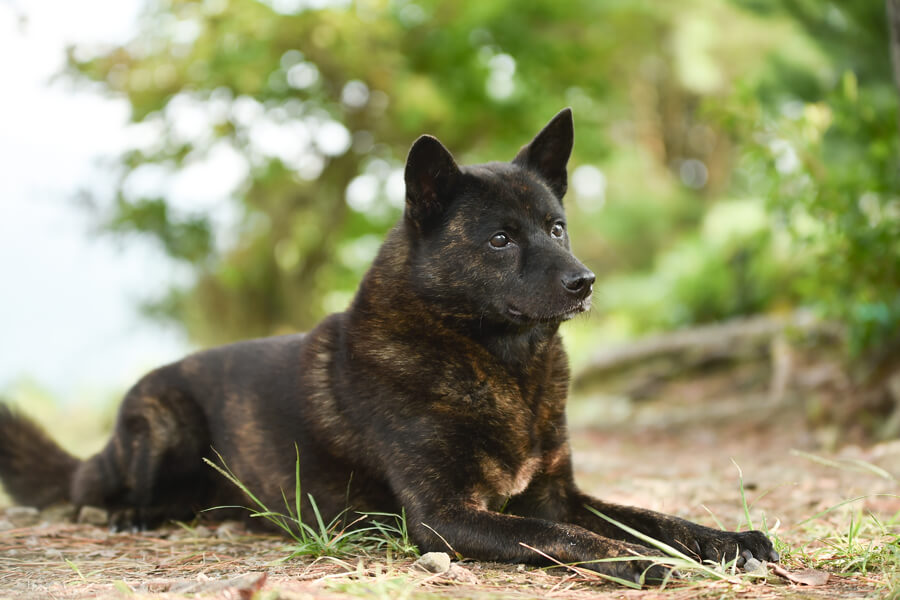 甲斐犬