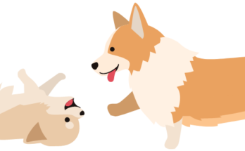 犬の病気