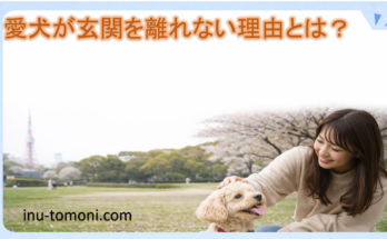 愛犬が玄関を離れない理由とは？