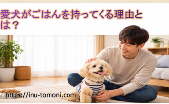 愛犬がごはんを持ってくる理由とは？