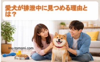 愛犬が排泄中に見つめる理由とは？