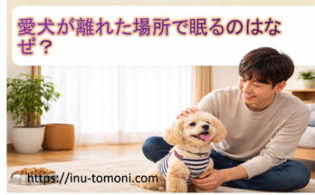 愛犬が離れた場所で眠るのはなぜ?
