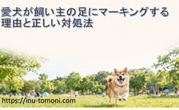 愛犬が飼い主の足にマーキングする理由と正しい対処法