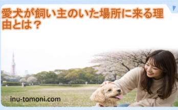 愛犬が飼い主のいた場所に来る理由とは？