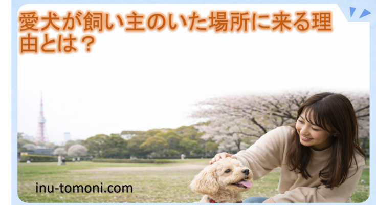 愛犬が飼い主のいた場所に来る理由とは？