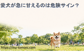 愛犬が急に甘えるのは危険サイン？