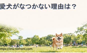 愛犬がなつかない理由は？