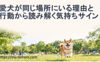 愛犬が同じ場所にいる理由と行動から読み解く気持ちサイン