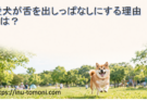愛犬が舌を出しっぱなしにする理由とは？考えられる原因と注意点を解説