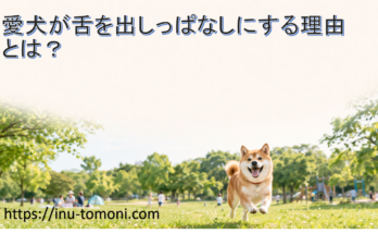 愛犬が舌を出しっぱなしにする理由とは？