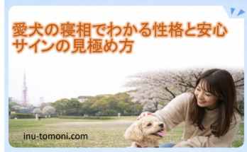 愛犬の寝相でわかる性格と安心サインの見極め方