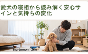 愛犬の寝相から読み解く安心サインと気持ちの変化