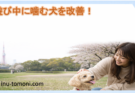 遊び中に噛む犬を改善！興奮をコントロールするしつけのポイント