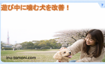 遊び中に噛む犬を改善！