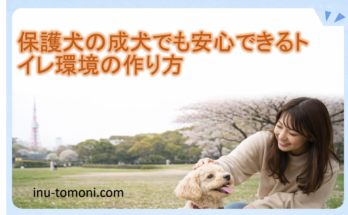保護犬の成犬でも安心できるトイレ環境の作り方