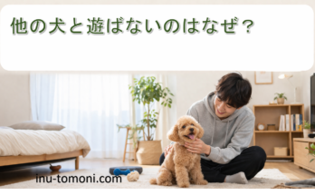 他の犬と遊ばないのはなぜ？