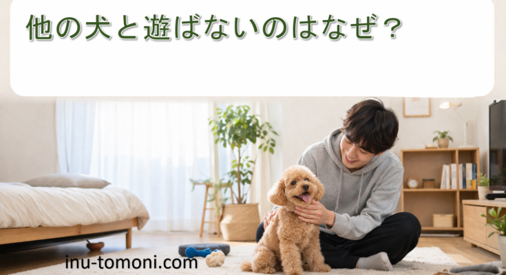 他の犬と遊ばないのはなぜ?