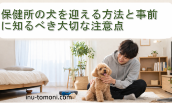 保健所の犬を迎える方法と事前に知るべき大切な注意点