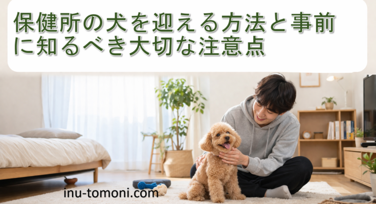 保健所の犬を迎える方法と事前に知るべき大切な注意点
