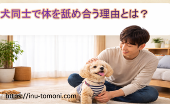 犬同士で体を舐め合う理由とは？