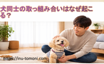 犬同士の取っ組み合いはなぜ起こる？