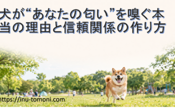 犬が“あなたの匂い”を嗅ぐ本当の理由と信頼関係の作り方