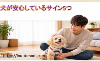 犬が安心しているサイン5つ