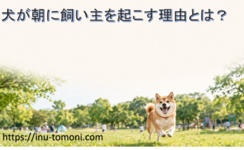 犬が朝に飼い主を起こす理由とは？