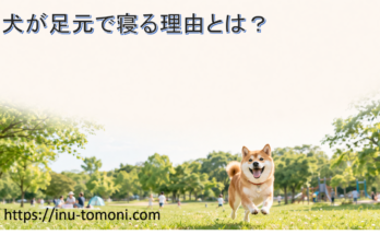 犬が足元で寝る理由とは？