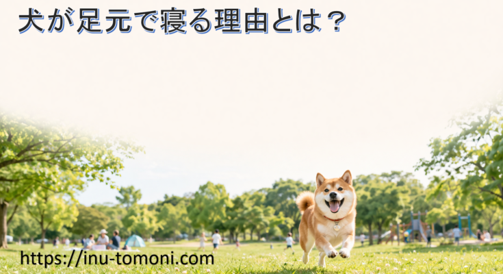 犬が足元で寝る理由とは？