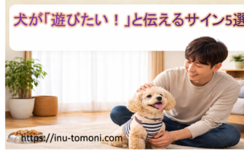 犬が「遊びたい！」と伝えるサイン5選