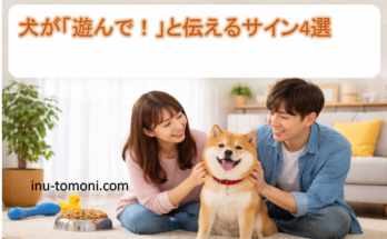 犬が「遊んで！」と伝えるサイン4選