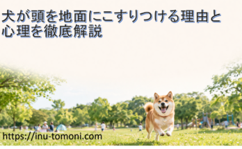 犬が頭を地面にこすりつける理由と心理を徹底解説