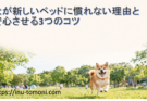 犬が新しいベッドに慣れない理由と安心させる3つのコツ