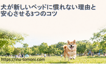 犬が新しいベッドに慣れない理由と安心させる3つのコツ