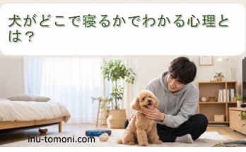 犬がどこで寝るかでわかる心理とは？