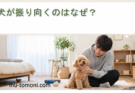犬が振り向くのはなぜ?しぐさに隠れた5つの心理を解説