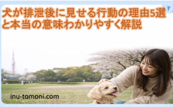 犬が排泄後に見せる行動の理由5選と本当の意味わかりやすく解説