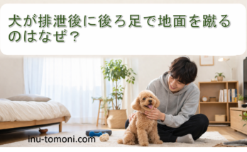 犬が排泄後に後ろ足で地面を蹴るのはなぜ?