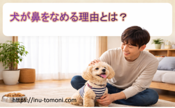 犬が鼻をなめる理由とは？
