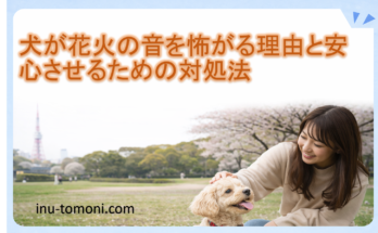 犬が花火の音を怖がる理由と安心させるための対処法