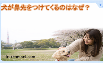 犬が鼻先をつけてくるのはなぜ？