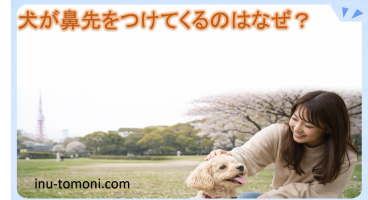 犬が鼻先をつけてくるのはなぜ？