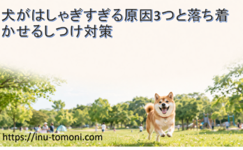 犬がはしゃぎすぎる原因3つと落ち着かせるしつけ対策