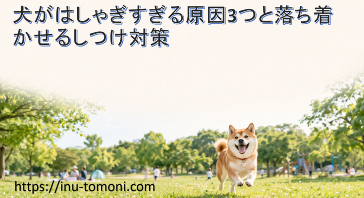 犬がはしゃぎすぎる原因3つと落ち着かせるしつけ対策