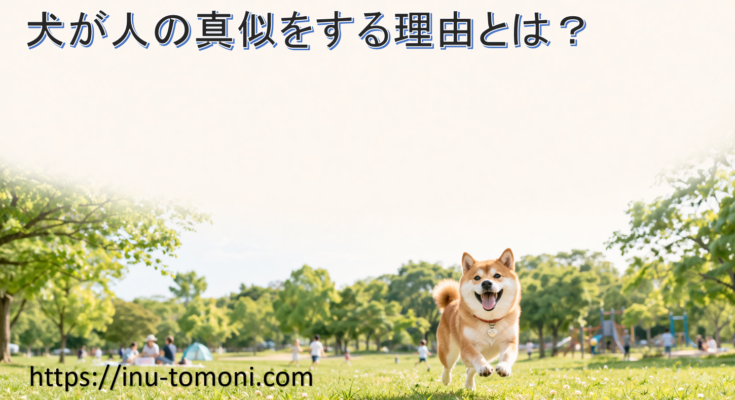 犬が人の真似をする理由とは?