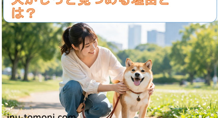 犬がじっと見つめる理由とは?